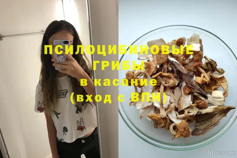 Псилоцибиновые грибы Psilocybine cubensis  Беслан 